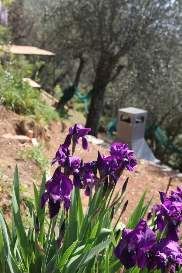 Il Giaggiolo Βίλα Camaiore Εξωτερικό φωτογραφία